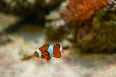 Fish swimming in sea