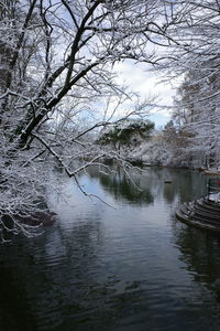 Bare trees by lake against sky