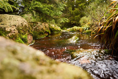 River flowing through rocks in forest