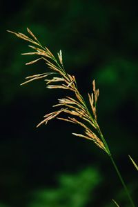 Close-up of plants