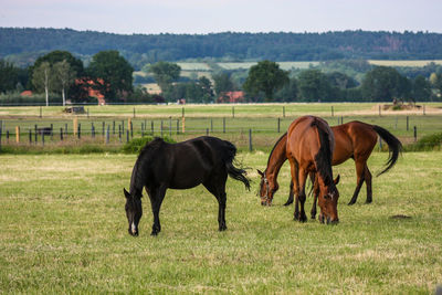 Horses grazing in ranch