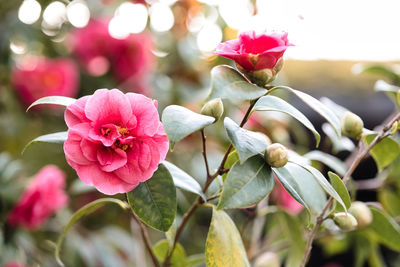 Close-up of pink roses