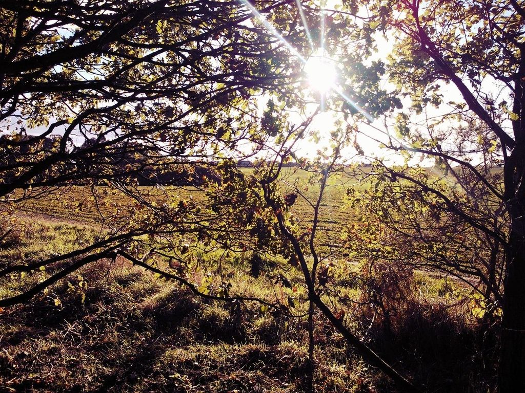 sun, tree, sunbeam, sunlight, lens flare, tranquility, growth, branch, nature, beauty in nature, sunny, tranquil scene, bright, scenics, sky, day, no people, back lit, outdoors, low angle view