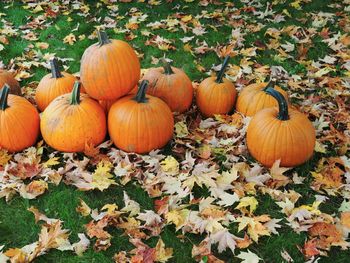 Pumpkins on field during autumn