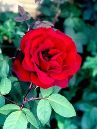 Close-up of red rose