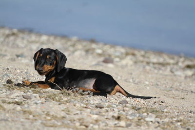 Black dog lying on sand