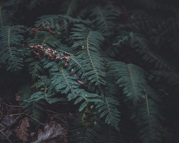 Full frame shot of pine tree