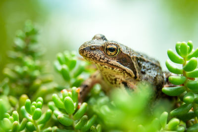 A brown frog sitting in green plants, summer view