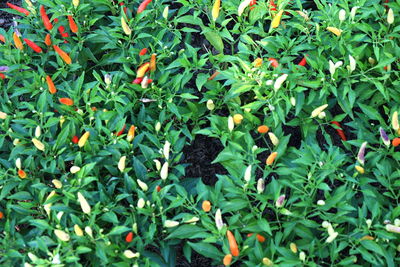 Close-up of plants growing outdoors