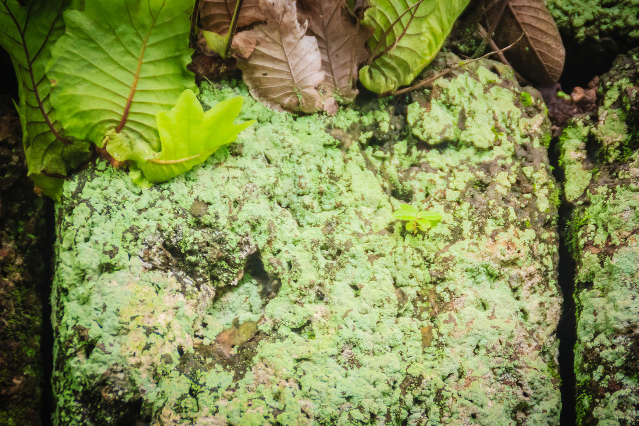 HIGH ANGLE VIEW OF FRESH GREEN LEAVES ON GROUND