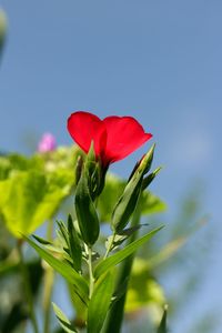 Close-up of red flowers