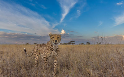 Cheetah male walking and looking for prey