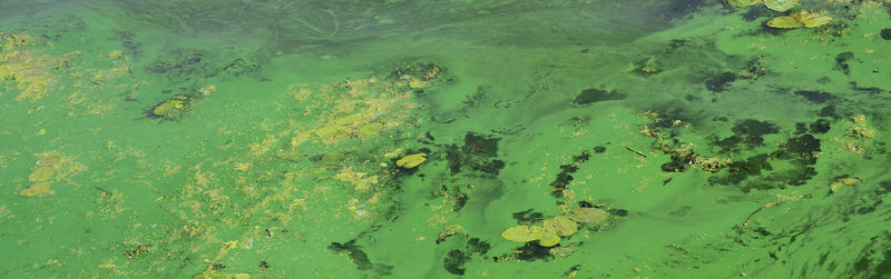 High angle view of fish in lake