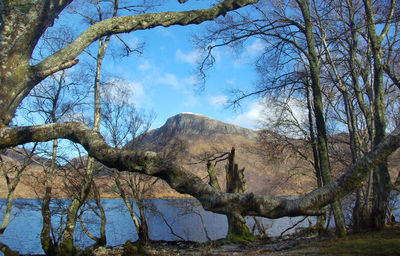 Bare trees on landscape against sky