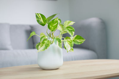 Epipremnum aureum plant or golden pothos on wooden table in living room.