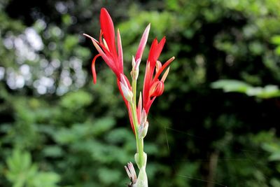 Close-up of red rose flower