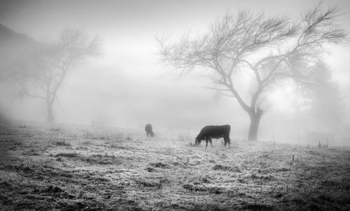 Cows in the misty morning