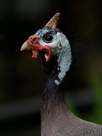 Close-up of bird