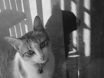 Portrait of cat