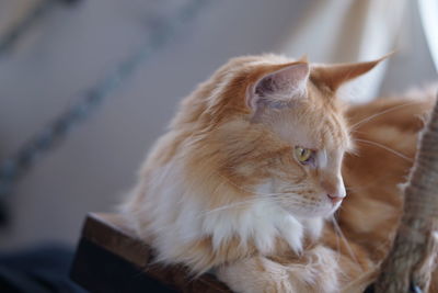 Close-up of a cat looking away