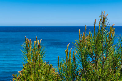 Plants growing by sea against clear blue sky