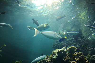 Fish swimming in sea