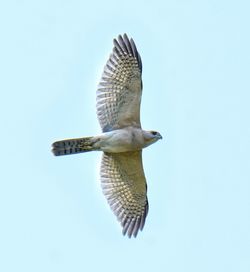 Low angle view of bird flying against clear blue sky