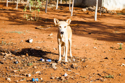 Portrait of dog on field at tsavo east national park