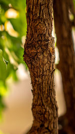 Close-up of tree trunk