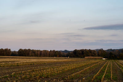 Scenic view of agricultural field against sky during sunset