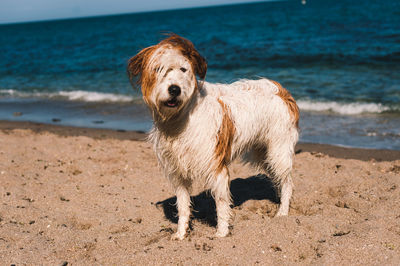 Portrait of dog on beach