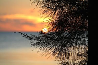 Low angle view of silhouette tree against orange sky