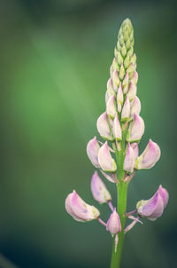 Close-up of pink flowering plant