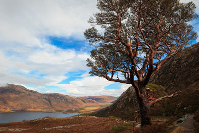 View of trees on landscape against cloudy sky