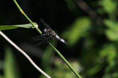 Close-up of insect on plant