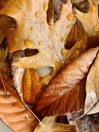 Full frame shot of wet leaf