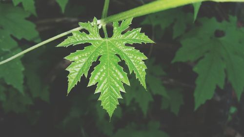 Close-up of plant