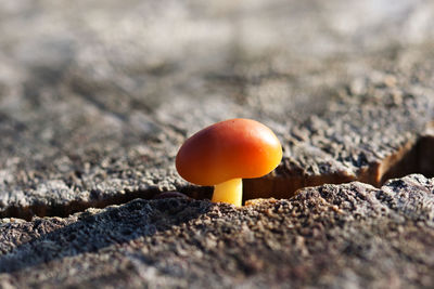 Close-up of mushroom growing on field