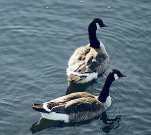 Duck swimming in a lake