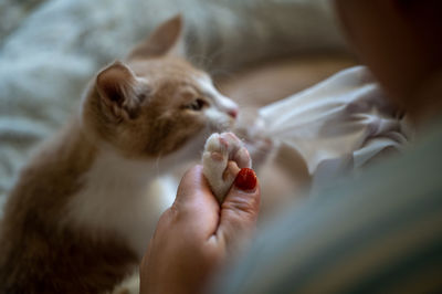 cat