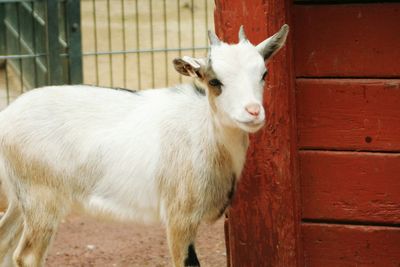 Close-up of sheep