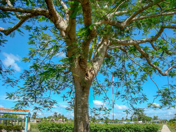 Low angle view of trees against sky