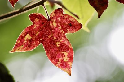 Close-up of fragrant maple leaf with red color