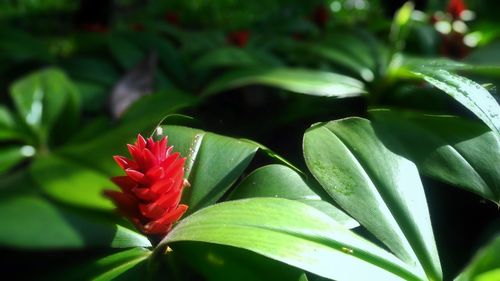 Close-up of red flowering plant