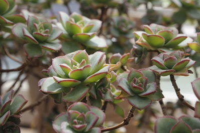 Green flowers