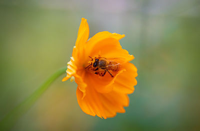 Close-up of bee on yellow flower