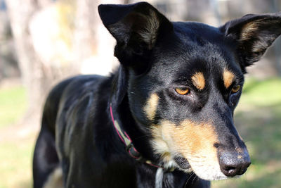 Close-up portrait of black dog