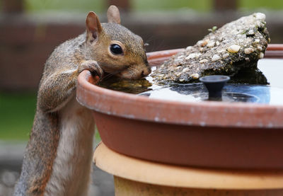 Squirrel stands up for a drink at the bird bath