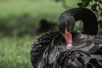 Close-up of black swan