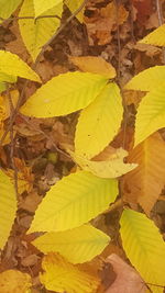 Close-up of yellow autumn leaf